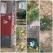 On My Walk Today (August 12)