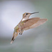 Hummingbird on a Cloudy Day