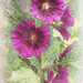 Hot Summer Hollyhock
