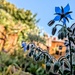 Wild borage 