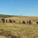 Just a Herd of Elephant 