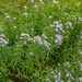 New York Aster