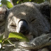 sweet sleeps