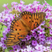 Gulf Fritillary