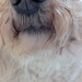 Little Nose