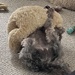 Having a tussle with her tedddy 