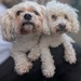 Duo 
