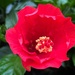 Unfurling