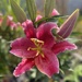 Easter Lily