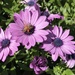 Hello Bee