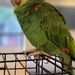 Macaw Encounter