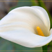 In my garden