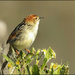 Such cute little birds