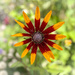 Black Eyed Susan 