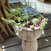 Succulents 