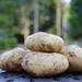 Fresh Tatties from the Garden