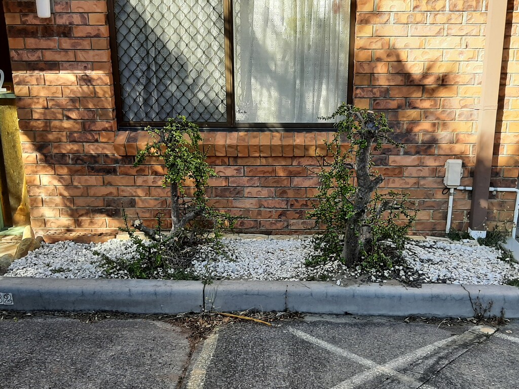 My Front Garden  by mozette