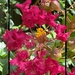 One crepe myrtle blossom...