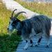A goat