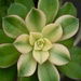Aeonium P8131509