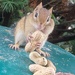 Cute Chipmunk