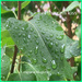 Let the Rain Kiss You