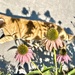 Echinacea, their Shadows…& Chester