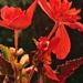 Begonia
