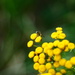 Nectar 