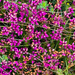 Bell Heather