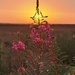 Ridge Sunset 2 