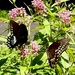 Sweet Joe-Pye-weed 