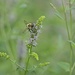 Bee on Mint