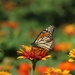 Not a Zinnia