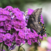 Black Swallowtail