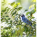 Scraggly Indigo Bunting