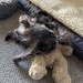 Molly won over teddy today !