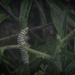MONARCH CATERPILLAR