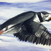 Puffin (acrylic painting)