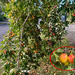 Bumper crop of Crab Apples