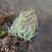 Snakelocks Anenome