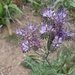 Lacey Phacelia or 'Fiddleneck'