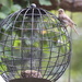 Female Finch