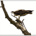 Osprey With Fish
