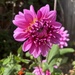 Dahlia