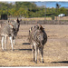 Such inquisitive animals,