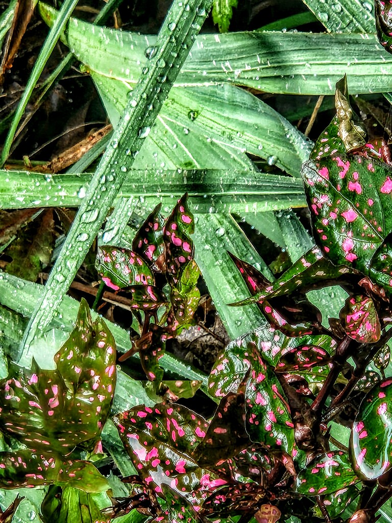 After the rain by alyclark