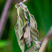 Shriveling leaves...