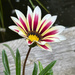 Gazania 
