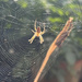 Spider Season?